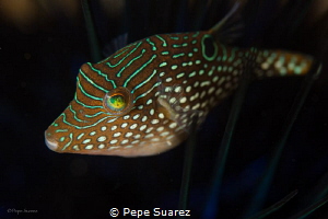 Puffer using an urchin to hide by Pepe Suarez 